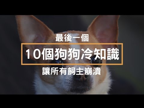 10個狗狗的冷知識 – 最後一個讓所有飼主崩潰