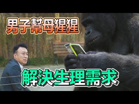 【船長】男子幫母猩猩滿足了生理需求後，有如獲得神力奇蹟挽救國家局勢《明明會說話
  Mr. Zoo》