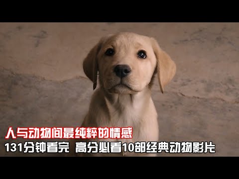 一口氣看完|人生必看10部動物類電影，豆瓣高分、部部經典！【宇哥講電影】