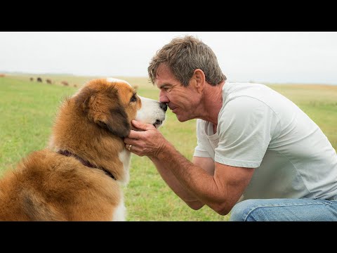 一條狗轉世投胎後，依舊保留生前的記憶，歷經千辛萬苦終於找到原來的主人