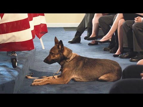 主人在戰場被隊友害死，軍犬始終不離不棄，最後成功幫主人復仇