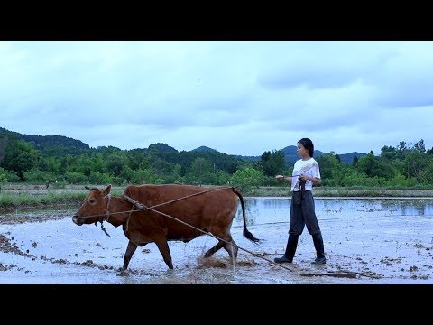 喝點家釀啤酒消暑又解饞Refreshing and Satisfying
  Homebrewed Beers for the Busy Farming Season|Liziqi Channel