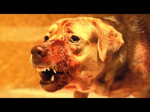 寵物狗被人類拋棄後，帶領數百隻流浪狗大軍，攻佔城市報復人類