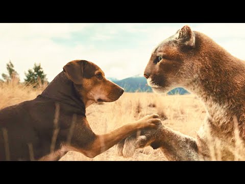 流浪狗救下了一隻流浪貓，等它長大後才發現，竟然是一隻美洲獅