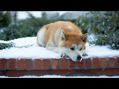 由於主人意外離世，狗狗在車站等了十年，一部看哭無數人的經典電影