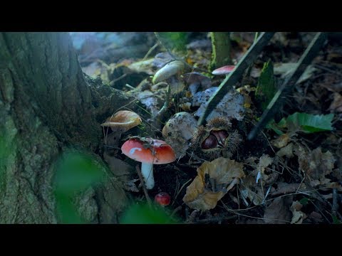 秋天就是堅果的主場呀~板栗甜，橡果香！▏Autumn is the home of
  nuts，Chinese chestnut is sweet | Liziqi Channel