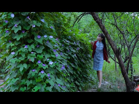 Finally, a different title! “The life of
  okra and bamboo fence, LOL這次可算有點不一樣的標題了!秋葵,和竹筒路的一生嘻嘻丨Liziqi