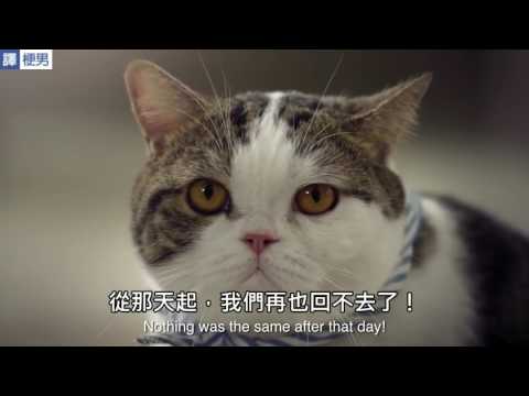 THCM2015 COTTO 貓咪的逆襲（泰國創意廣告）