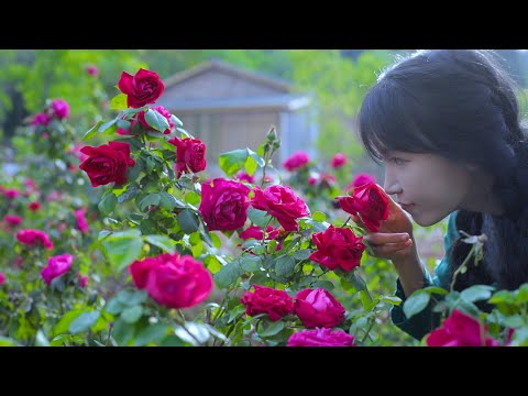 The life of roses.玫瑰花的一生。丨Liziqi Channel