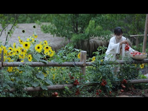 The life of tomato~番茄………的一生?