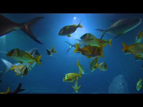 100%無廣告,音多巴胺分泌樂[2小時] 心情與記憶改善 鋼琴BGM