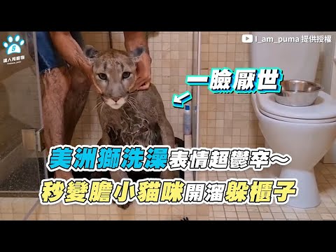 【 美洲獅洗澡表情超鬱卒～ 秒變膽小貓咪開溜躲櫃子 】 ｜@I_am_puma