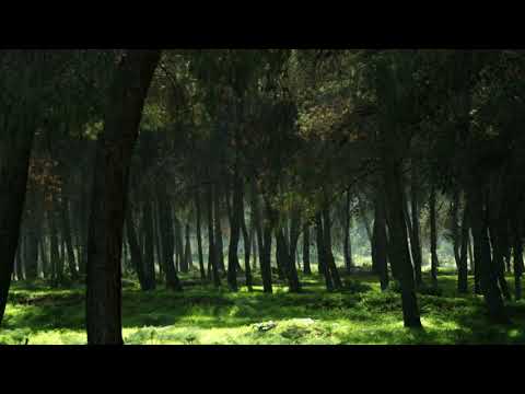【100%無廣告 ,放鬆音樂】 早上最適合聽的輕音樂 純鋼琴輕音樂 輕鬆的鋼琴音樂 美妙的音樂 放鬆音樂 輕音樂 放鬆 音樂