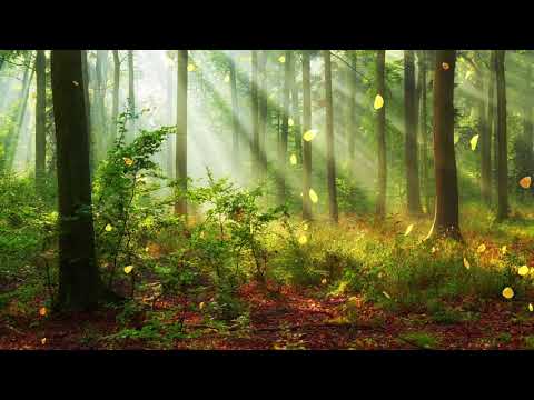 【100%無廣告 ,放鬆音樂】 早上最適合聽的輕音樂 純鋼琴輕音樂 輕鬆的鋼琴音樂 美妙的音樂 放鬆音樂 輕音樂 放鬆 音樂