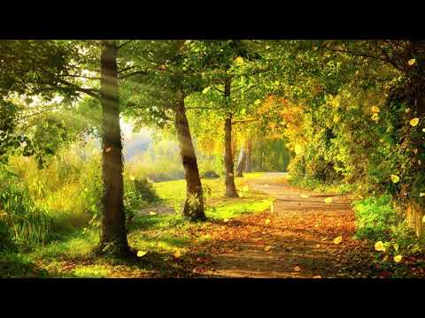 【100%無廣告 ,放鬆音樂】 早上最適合聽的輕音樂 純鋼琴輕音樂 輕鬆的鋼琴音樂 美妙的音樂 放鬆音樂 輕音樂 放鬆 音樂