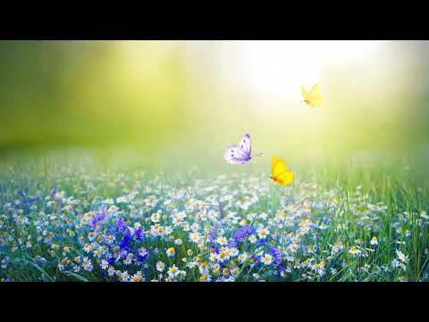 【100%無廣告 ,放鬆音樂】 早上最適合聽的輕音樂 純鋼琴輕音樂 輕鬆的鋼琴音樂 美妙的音樂 放鬆音樂 輕音樂 放鬆 音樂