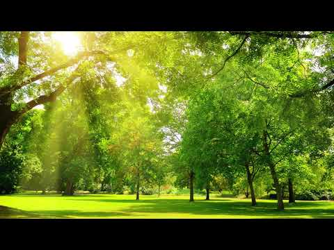 【100%無廣告 ,放鬆音樂】 早上最適合聽的輕音樂 純鋼琴輕音樂 輕鬆的鋼琴音樂
  美妙的音樂 放鬆音樂 輕音樂 放鬆 音樂