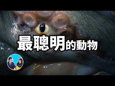 地球上智商最高的九種動物，第一名就快變成人了 | 老高與小茉 Mr
  & Mrs Gao