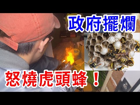 踢爆公家機關吃案!虎頭蜂入侵2個月竟不來處理!【好棒Bump】
