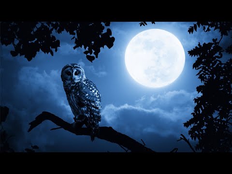 ? Sleep 24/7【100%無廣告 ,睡眠音樂】睡眠音樂
  輕音樂 輕快 | 深度睡眠 | 睡眠輕音樂 放鬆 | 純音樂 輕快 安靜音樂 | 放鬆音樂 背景音樂 輕快 | 禪修音樂 心靈