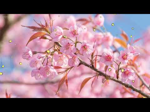 10小时放松音乐-睡眠音乐,舒缓钢琴音乐,睡眠音乐