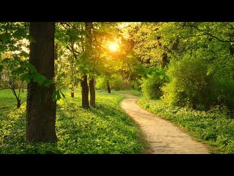 【100%無廣告 ,放鬆音樂】 早上最適合聽的輕音樂 純鋼琴輕音樂 轻松的钢琴音乐 美妙的音樂 放鬆音樂 輕音樂 放鬆 音樂