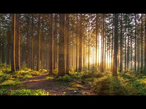 【100%無廣告 ,放鬆音樂】 早上最適合聽的輕音樂 純鋼琴輕音樂 轻松的钢琴音乐 美妙的音樂 放鬆音樂 輕音樂 放鬆 音樂