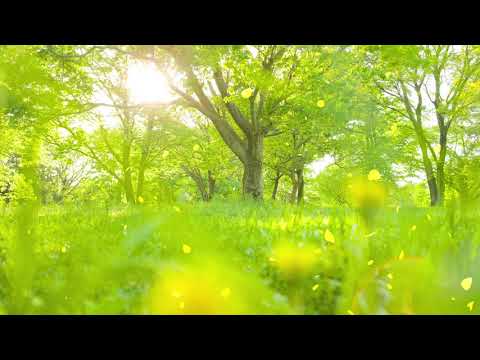 【100%無廣告 ,放鬆音樂】 早上最適合聽的輕音樂 純鋼琴輕音樂 轻松的钢琴音乐 美妙的音樂 放鬆音樂 輕音樂 放鬆 音樂