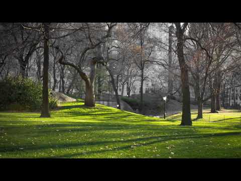 【100%無廣告 ,放鬆音樂】 早上最適合聽的輕音樂 純鋼琴輕音樂 轻松的钢琴音乐 美妙的音樂 放鬆音樂 輕音樂 放鬆 音樂