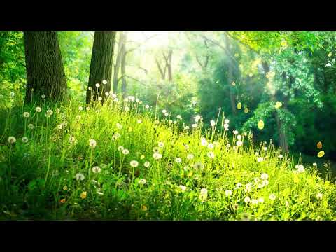 【100%無廣告 ,放鬆音樂】 早上最適合聽的輕音樂 純鋼琴輕音樂 轻松的钢琴音乐 美妙的音樂 放鬆音樂 輕音樂 放鬆 音樂