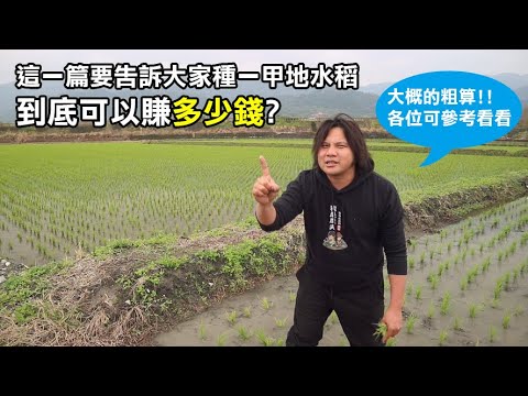 【務農夫婦】第186篇【種水稻一甲地到底可以賺多少錢??】
