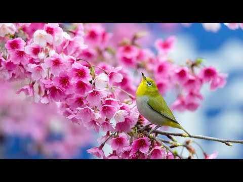 早上最適合聽的輕音樂 – 超好听的钢琴曲 – 放鬆解壓 – 純鋼琴輕音樂 – 鋼琴曲 輕音樂 – 絕美的靜心放鬆音樂 – 放鬆音樂 Relaxing Chinese Piano Music