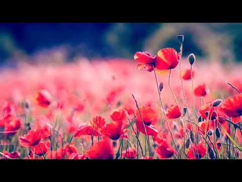 早上最適合聽的輕音樂 – 超好听的钢琴曲 – 放鬆解壓 – 純鋼琴輕音樂 – 鋼琴曲 輕音樂 – 絕美的靜心放鬆音樂 – 放鬆音樂 Relaxing Chinese Piano Music