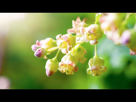 早上最適合聽的輕音樂 – 超好听的钢琴曲 – 放鬆解壓 – 純鋼琴輕音樂 – 鋼琴曲 輕音樂 – 絕美的靜心放鬆音樂 – 放鬆音樂 Relaxing Chinese Piano Music