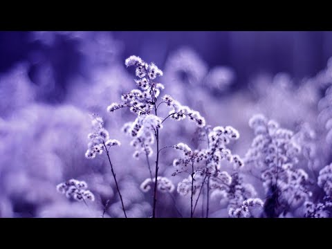 早上最適合聽的輕音樂 – 超好听的钢琴曲 – 放鬆解壓 – 純鋼琴輕音樂 – 鋼琴曲 輕音樂 – 絕美的靜心放鬆音樂 – 放鬆音樂 Relaxing Chinese Piano Music