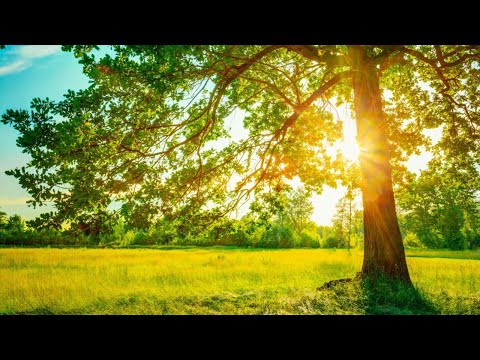 早上最適合聽的輕音樂 – 超好听的钢琴曲 – 放鬆解壓 – 純鋼琴輕音樂 – 鋼琴曲 輕音樂 – 絕美的靜心放鬆音樂 – 放鬆音樂 Relaxing Chinese Piano Music