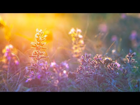 ? 早上最適合聽的輕音樂 放鬆解壓 – 純鋼琴輕音樂 – 鋼琴曲 輕音樂 – 絕美的靜心放鬆音樂 – 放鬆音樂 – 早上咖啡音乐 – 咖啡音乐放鬆音樂 Relaxing Piano Music