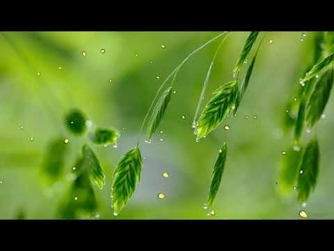 【PIANO MUSIC】早上最適合聽的輕音樂 放鬆解壓 – 純鋼琴輕音樂 – 絕美的靜心放鬆音樂 – 放鬆音樂 ★32