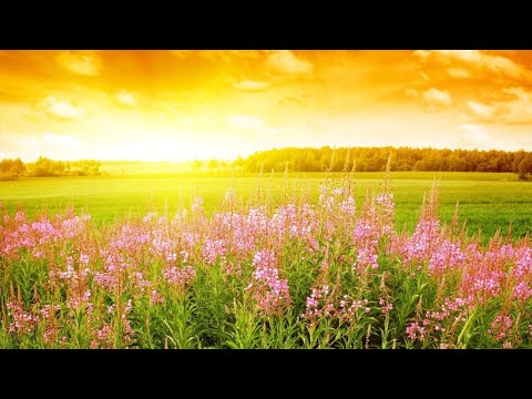 早上最適合聽的輕音樂 – 超好听的钢琴曲 – 放鬆解壓 – 純鋼琴輕音樂 – 鋼琴曲 輕音樂 – 絕美的靜心放鬆音樂 – 放鬆音樂 Relaxing Chinese Piano Music