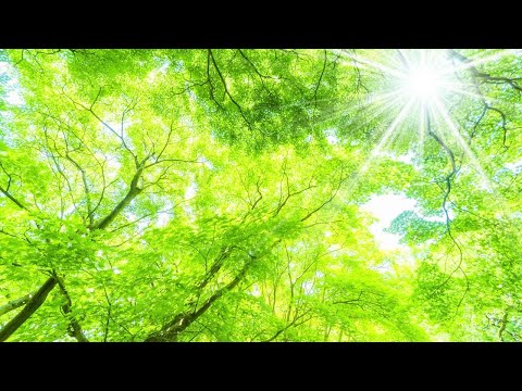 早上最適合聽的輕音樂 – 超好听的钢琴曲 – 放鬆解壓 – 純鋼琴輕音樂 – 鋼琴曲 輕音樂 – 絕美的靜心放鬆音樂 – 放鬆音樂 Relaxing Chinese Piano Music