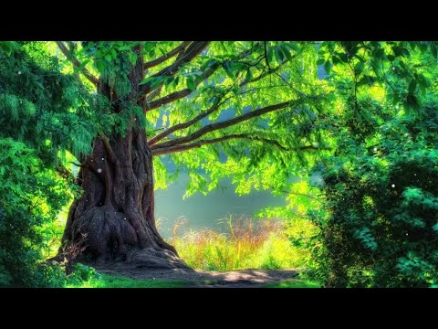 清晨鳥鳴聲聲滿滿正能量 – 超好听的钢琴曲和自然之聲 – 放鬆解壓 – 鬆音樂 – 放鬆音樂 Forest Sounds, Piano Music