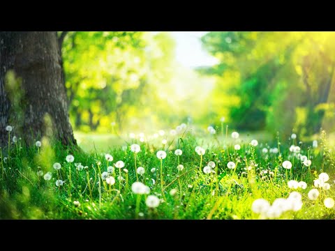 ? 早上最適合聽的輕音樂 放鬆解壓 – 純鋼琴輕音樂 – 鋼琴曲 輕音樂 – 絕美的靜心放鬆音樂 – 放鬆音樂 – 早上咖啡音乐 – 咖啡音乐放鬆音樂 Relaxing Piano Music