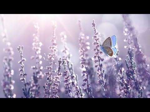 ? 早上最適合聽的輕音樂 放鬆解壓 – 純鋼琴輕音樂 – 鋼琴曲 輕音樂 – 絕美的靜心放鬆音樂 – 放鬆音樂 – 早上咖啡音乐 – 咖啡音乐放鬆音樂 Relaxing Piano Music