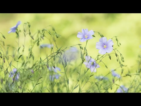 ? 早上最適合聽的輕音樂 放鬆解壓 – 純鋼琴輕音樂 – 鋼琴曲 輕音樂 – 絕美的靜心放鬆音樂 – 放鬆音樂 – 早上咖啡音乐 – 咖啡音乐放鬆音樂 Relaxing Piano Music