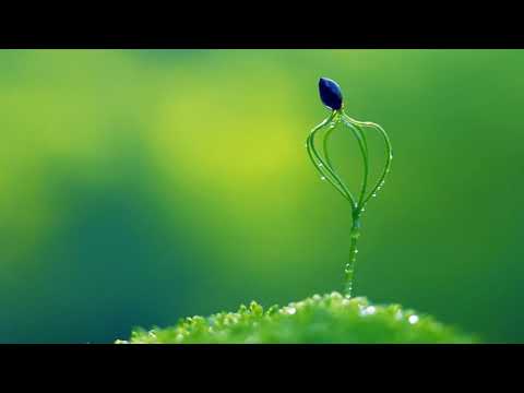 PIANO MUSIC – 早上最適合聽的輕音樂 – 美妙的音樂 – 純鋼琴輕音樂 – 轻松的钢琴音乐 – 放鬆音樂 ★ 453