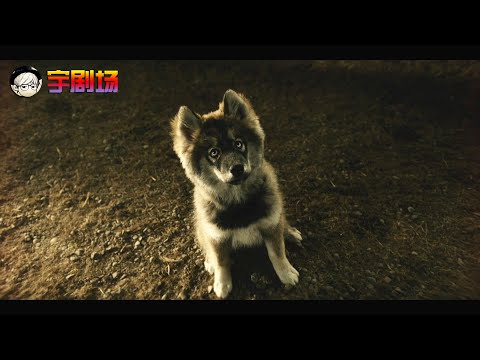 【宇哥】一条无法驯化的坏狗，主人死活扔不掉，原来是只神犬！《多哥》【宇哥讲电影】