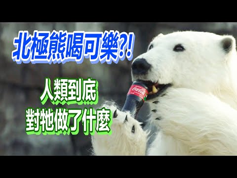【船長】動物園北極熊渴到喝可樂？人類到底對牠做了什麼…《超「人」氣動物園 Secret Zoo》