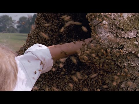 【宇哥】豆瓣8.5分，仅5千评分冷门神作，敢掏蜂巢的女孩《油炸绿番茄》【宇哥讲电影】